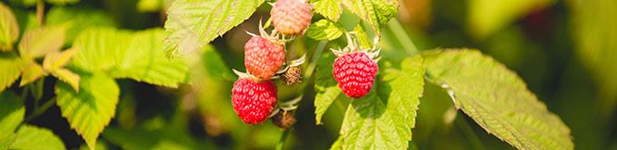 Raspberries on Vine
