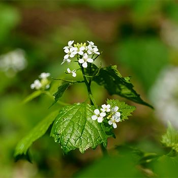 Garlic mustard